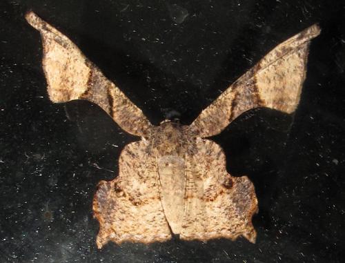 Réf. 288 390 : Monobolodes sp.